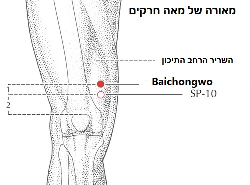 נקודת דיקור נקודות מיוחדות BAICHONGWO